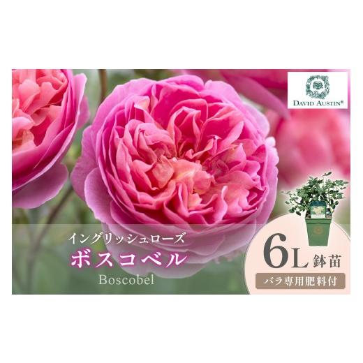 ふるさと納税 雑貨・日用品 苗木 大阪府 泉南市 イングリッシュローズ デビッド・オースチン ボスコベル 6L鉢苗(バラ専用肥料付) 025D-049