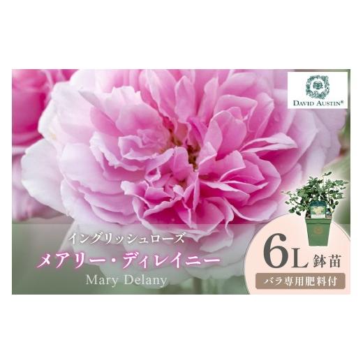 ふるさと納税 雑貨・日用品 苗木 大阪府 泉南市 イングリッシュローズ デビッド・オースチン メアリー・ディレイニー 6L鉢苗(バラ専用肥料付) 025D-050