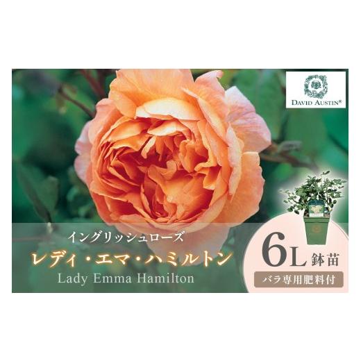 ふるさと納税 雑貨・日用品 苗木 大阪府 泉南市 イングリッシュローズ デビッド・オースチン レディ・エマ・ハミルトン 6L鉢苗(バラ専用肥料付) 025D-051