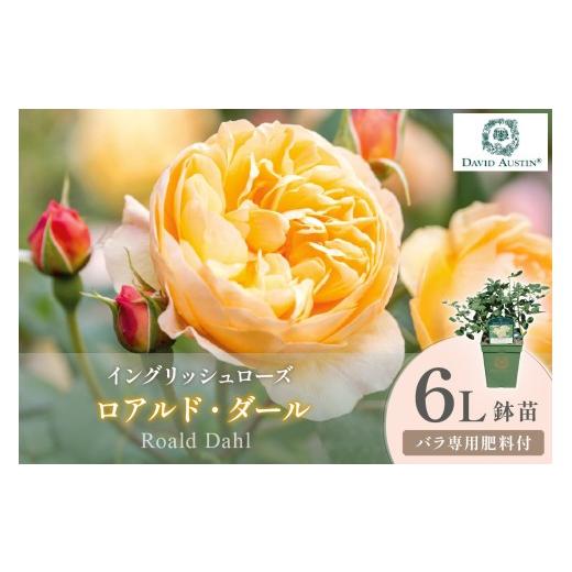 ふるさと納税 雑貨・日用品 苗木 大阪府 泉南市 イングリッシュローズ デビッド・オースチン ロアルド・ダール 6L鉢苗(バラ専用肥料付) 025D-052