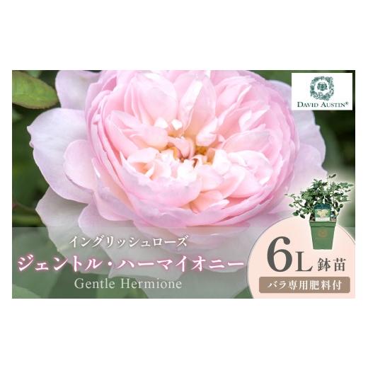 ふるさと納税 花・苗木 大阪府 泉南市 イングリッシュローズ デビッド・オースチン ジェントル・ハーマイオニー 6L鉢苗(バラ専用肥料付) 025D-041