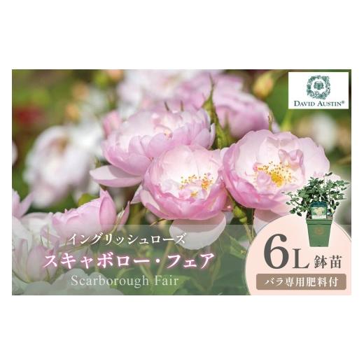 ふるさと納税 花・苗木 大阪府 泉南市 イングリッシュローズ デビッド・オースチン スキャボロー・フェア 6L鉢苗(バラ専用肥料付) 025D-042