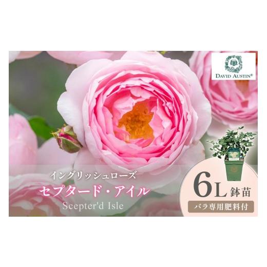 ふるさと納税 花・苗木 大阪府 泉南市 イングリッシュローズ デビッド・オースチン セプタード・アイル 6L鉢苗(バラ専用肥料付) 025D-043