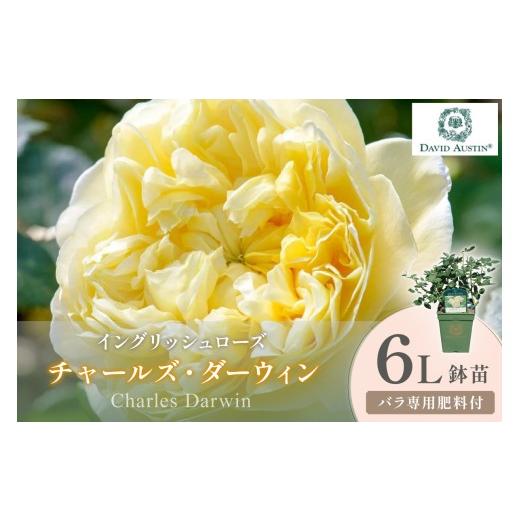 ふるさと納税 花・苗木 大阪府 泉南市 イングリッシュローズ デビッド・オースチン チャールズ・ダーウィン 6L鉢苗(バラ専用肥料付) 025D-044