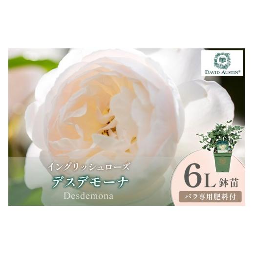 ふるさと納税 花・苗木 大阪府 泉南市 イングリッシュローズ デビッド・オースチン デスデモーナ 6L鉢苗(バラ専用肥料付) 025D-045