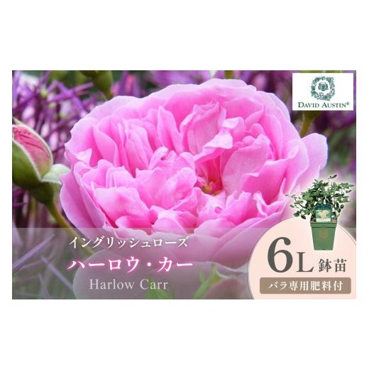 ふるさと納税 花・苗木 大阪府 泉南市 イングリッシュローズ デビッド・オースチン ハーロウ・カー 6L鉢苗(バラ専用肥料付) 025D-046