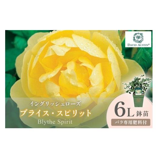 ふるさと納税 花・苗木 大阪府 泉南市 イングリッシュローズ デビッド・オースチン ブライス・スピリット 6L鉢苗(バラ専用肥料付) 025D-047