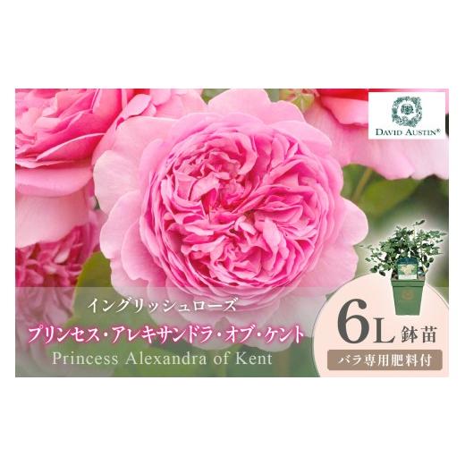 ふるさと納税 花・苗木 大阪府 泉南市 イングリッシュローズ デビッド・オースチン プリンセス・アレキサンドラ・オブ・ケント 6L鉢苗(バラ専用肥料付) 025…