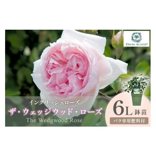 ふるさと納税 雑貨・日用品 苗木 大阪府 泉南市 イングリッシュローズ デビッド・オースチン ザ・ウェッジウッド・ローズ 6L鉢苗(バラ専用肥料付) 025D-053…