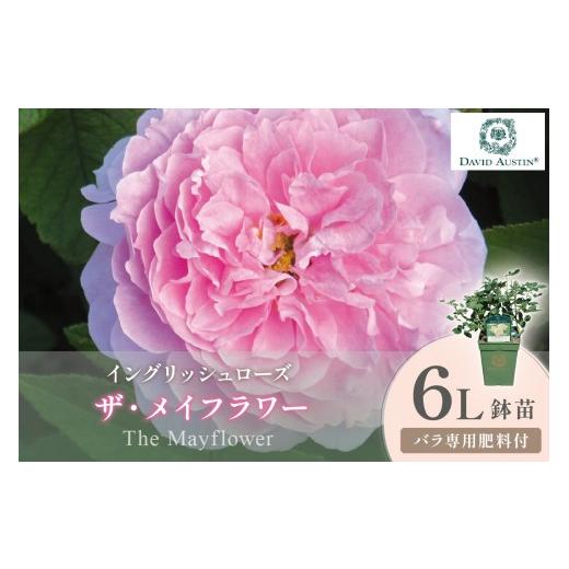 ふるさと納税 雑貨・日用品 苗木 大阪府 泉南市 イングリッシュローズ デビッド・オースチン ザ・メイフラワー 6L鉢苗(バラ専用肥料付) 025D-055