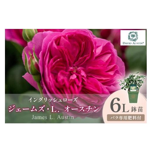 ふるさと納税 雑貨・日用品 苗木 大阪府 泉南市 イングリッシュローズ デビッド・オースチン ジェームズ・L. オースチン 6L鉢苗(バラ専用肥料付) 025D-056