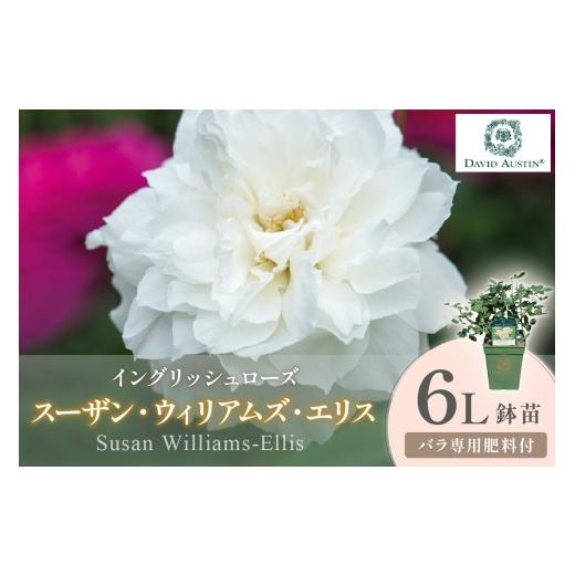 ふるさと納税 雑貨・日用品 苗木 大阪府 泉南市 イングリッシュローズ デビッド・オースチン スーザン・ウィリアムズ・エリス 6L鉢苗(バラ専用肥料付) 025D…