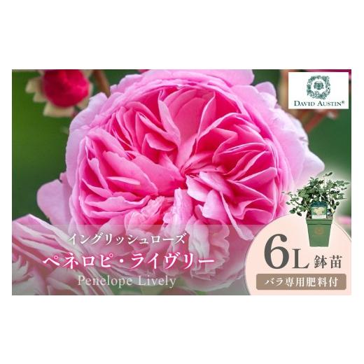 ふるさと納税 雑貨・日用品 苗木 大阪府 泉南市 イングリッシュローズ デビッド・オースチン ペネロピ・ライヴリー 6L鉢苗(バラ専用肥料付) 025D-058