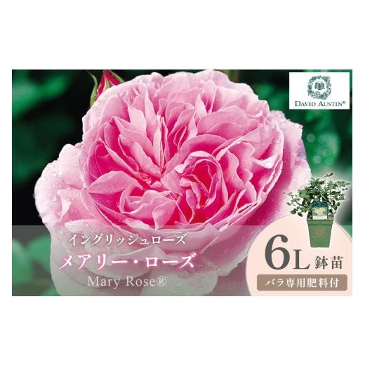 ふるさと納税 雑貨・日用品 苗木 大阪府 泉南市 イングリッシュローズ デビッド・オースチン メアリー・ローズ 6L鉢苗(バラ専用肥料付) 025D-059