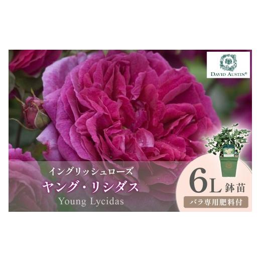 ふるさと納税 雑貨・日用品 苗木 大阪府 泉南市 イングリッシュローズ デビッド・オースチン ヤング・リシダス 6L鉢苗(バラ専用肥料付) 025D-060