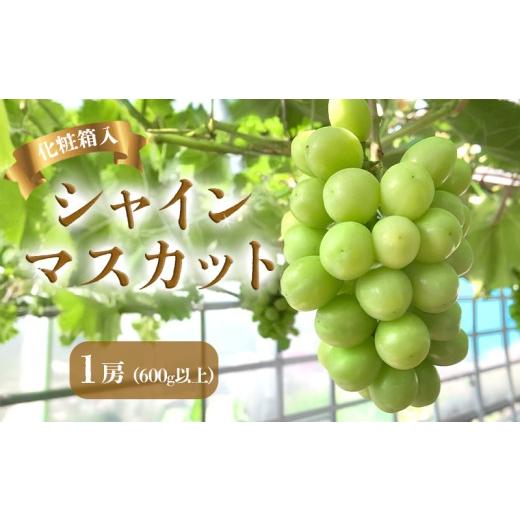 ふるさと納税 果物類 ぶどう 香川県 丸亀市 早期予約 朝採り シャインマスカット 1房 (約600g) マスカット ぶどう 葡萄 ブドウ フルーツ 果物 くだもの 果実 …