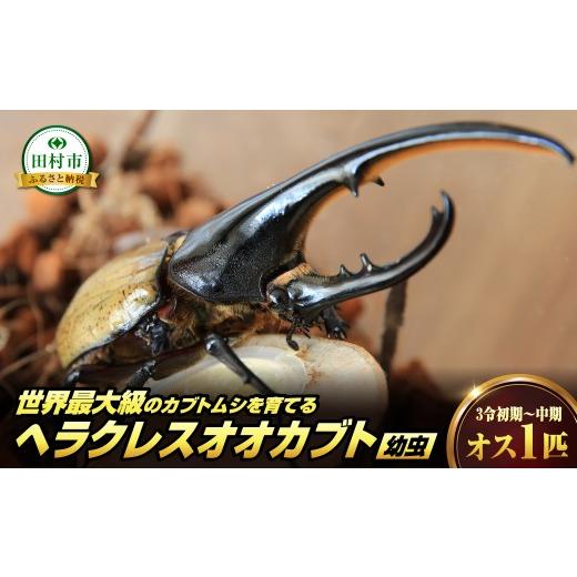 ふるさと納税 生き物 福島県 田村市 ヘラクレスオオカブト 幼虫 1匹 オス 3令初期〜中期 カブトムシ 自由研究 昆虫 虫 飼育 夏休み 自然 環境 学習 子供 孫 プ…