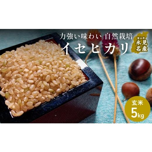 ふるさと納税 玄米 富山県 氷見市 交響するお米 [玄米]自然栽培 イセヒカリ 5kg(富山県 氷見市 / 令和7年産) | 移住農家が里山から直送 米 ブランド米