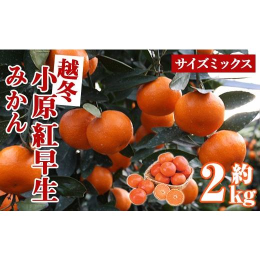 ふるさと納税 果物類 みかん 香川県 まんのう町 先行予約 2027年1月上旬以降順次発送予定 香川県産 越冬小原紅早生みかん(約2kg/サイズミックス) man360 Agl…