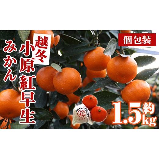 ふるさと納税 果物類 みかん 香川県 まんのう町 先行予約 2027年1月上旬以降順次発送予定 香川県産 越冬小原紅早生みかん(約1.5kg/個包装) man361 Aglio ner…