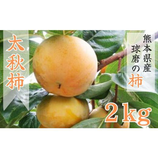 ふるさと納税 果物類 柿 熊本県 あさぎり町 A-109 先行受付 発送時期:2026年10月中旬〜11月上旬 熊本県JAくま産 球磨の太秋柿 2kg