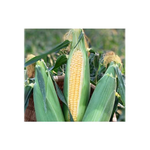 ふるさと納税 とうもろこし 熊本県 あさぎり町 熊本県JAくま産 球磨スイートコーン(ゴールドラッシュ) 5kg 先行受付 2026年4月下旬〜5月上旬迄発送予定