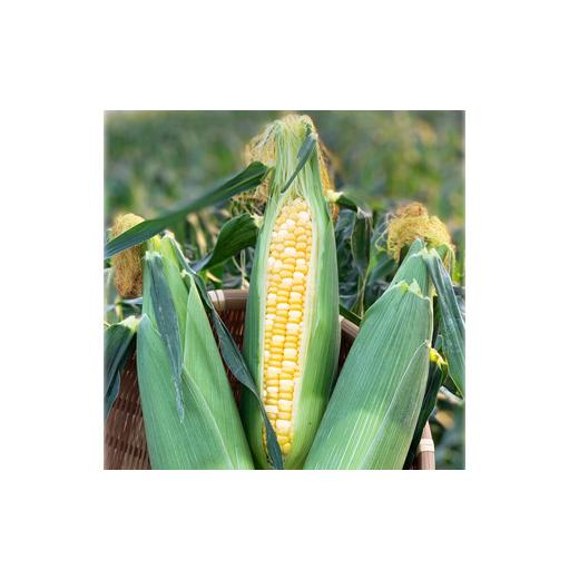 ふるさと納税 とうもろこし 熊本県 あさぎり町 熊本県JAくま産 球磨スイートコーン(ドルチェドリーム) 5kg 先行受付 2026年5月上旬〜5月下旬迄発送予定