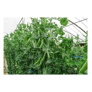 ふるさと納税 豆類 熊本県 あさぎり町 熊本県JAくま産 球磨のスナップエンドウ 1kg 先行受付 2027年1月中旬〜3月下旬迄発送予定