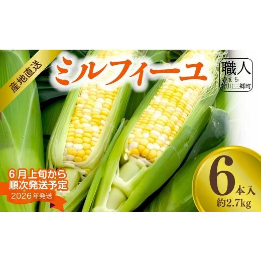 ふるさと納税 とうもろこし 山梨県 市川三郷町 6月初旬発送 1株1果どりの"極甘ミルフィーユ" 6本 朝採れ直送便 アグリ甲斐