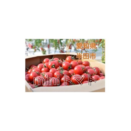 ふるさと納税 トマト ミニトマト 愛知県 半田市 HANDAミラトマト3kg ミニトマト 1721956