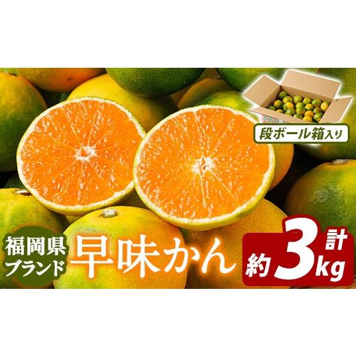ふるさと納税 果物類 みかん 福岡県 芦屋町 先行予約受付中 2026年9月中旬以降順次発送予定 福岡県ブランドみかん 早味かん(計約3kg) みかん ミカン オレンジ…