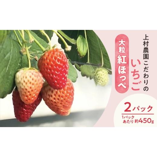 ふるさと納税 いちご 静岡県 浜松市 上村農園 こだわりのいちご 大粒紅ほっぺ 2パック (1パックあたり約450g) イチゴ あまい おいしい 静岡 浜松市 配送不可:…