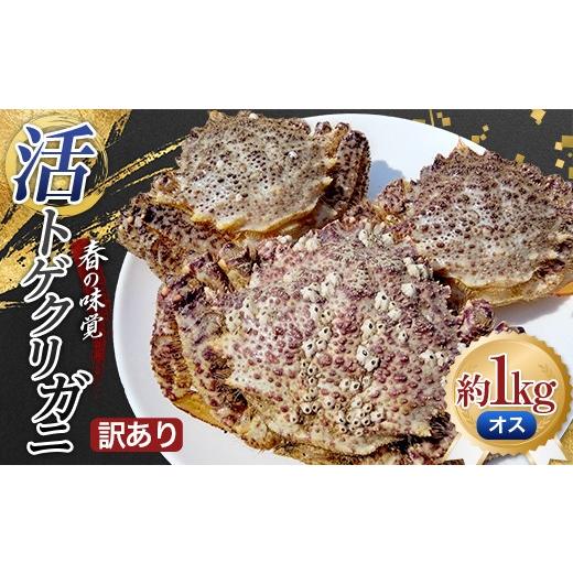 ふるさと納税 カニ 青森県 平内町 訳あり 春の味覚 活トゲクリガニ(オス) 約1kg (3〜5杯) 太平丸 漁師直送 かに カニ 蟹 海の幸 産地直送 珍味 海産物 贈り物…