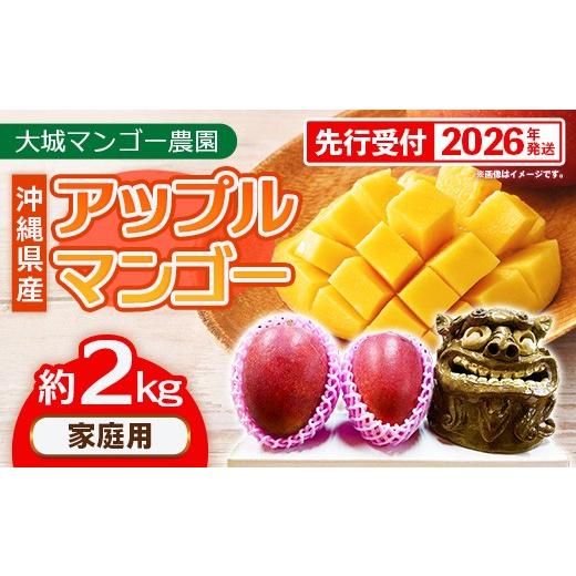 ふるさと納税 マンゴー 沖縄県 八重瀬町 先行受付 2026年発送 大城マンゴー農園 マンゴー 家庭用 約2kg - 先行予約 アップルマンゴー 沖縄 産地直送 南国フル…