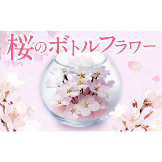 ふるさと納税 雑貨・日用品 花 福岡県 久留米市 桜のボトルフラワー _ ドライフラワー 桜 ボトルフラワー ソメイヨシノ 満開の桜のようにデザイン ガラス容器 …