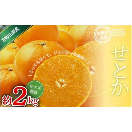 ふるさと納税 みかん・柑橘類 和歌山県 かつらぎ町 森本農園の手選別 せとか 約2kg 和歌山県産 サイズ混合 北海道・沖縄・離島配送不可 1月下旬〜4月末頃順次…