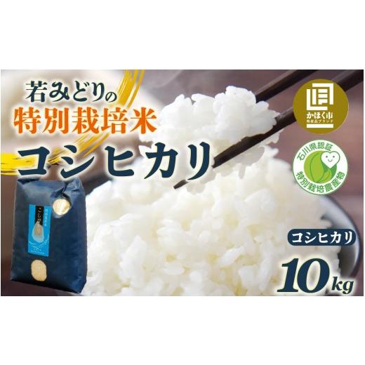 ふるさと納税 米 コシヒカリ 石川県 かほく市 若緑産 特別栽培米「若みどりのこしひかり」10kg 10kg 寄附額:26,000円