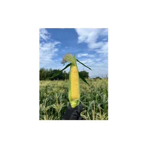 ふるさと納税 とうもろこし 群馬県 榛東村 トウモロコシ ゴールドラッシュ 10本 1717447
