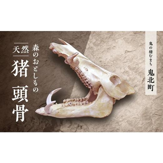 ふるさと納税 雑貨・日用品 インテリア 愛媛県 鬼北町 森のおとしもの 天然猪 猪の頭骨 頭骨標本 インテリア 民芸品 工芸品 オブジェ 天然 骨 猪 いのしし イ…