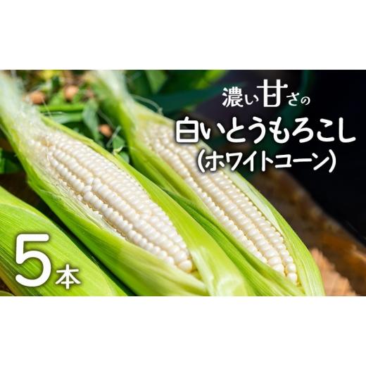 ふるさと納税 野菜類 兵庫県 洲本市 濃い甘さの白いとうもろこし(ホワイトコーン) 5本 個包装 とうもろこし トウモロコシ コーン 白いとうもろこし ホワイ…