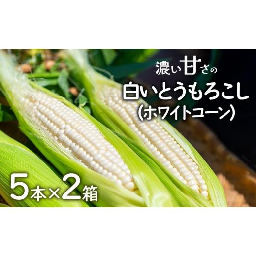 ふるさと納税 野菜類 兵庫県 洲本市 濃い甘さの白いとうもろこし(ホワイトコーン) 5本×2箱 個包装 とうもろこし トウモロコシ コーン 白いとうもろこし …