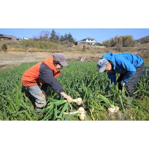 ふるさと納税 野菜類 玉ねぎ 兵庫県 洲本市 淡路島 春の新玉ねぎ 10kg 早生 新玉ねぎ 玉ねぎ たまねぎ 玉葱 オニオン 野菜 肉厚 ジューシー スライス ホイ…の画像