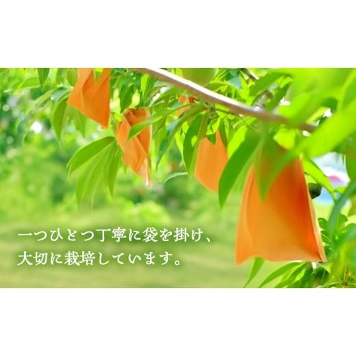 ふるさと納税 もも 岡山県 里庄町 桃 2026年 先行予約 岡山県産 白桃 品種おまかせ ご家庭用 1.5kg(4〜6玉) 朝採れ 農家直送 限定60箱の画像