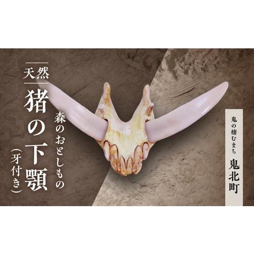 ふるさと納税 雑貨・日用品 インテリア 愛媛県 鬼北町 森のおとしもの 天然猪 猪の下アゴ(牙付き) 頭骨標本 インテリア 民芸品 工芸品 オブジェ 天然 骨 猪 …