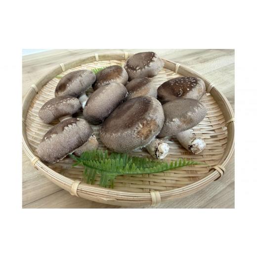 ふるさと納税 野菜類 きのこ 三重県 鈴鹿市 肉厚ぷりぷり 食べ応え抜群 不揃いで様々な用途に 「キレイな」しいたけ1kg