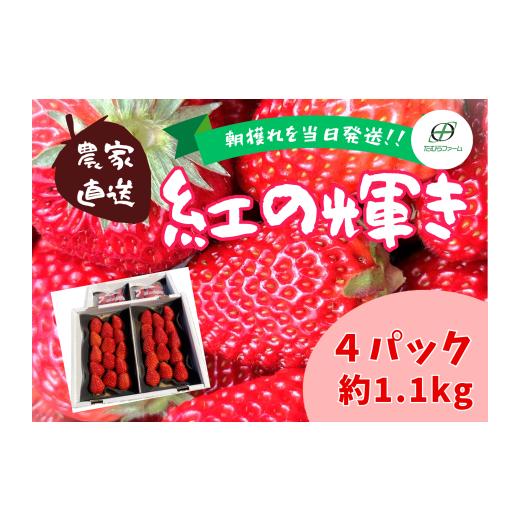 ふるさと納税 いちご 静岡県 東伊豆町 (冷蔵) 3月〜4月発送 朝摘みいちご 紅の輝き 約1.1kg(約280g×4パック) 1403 / たむらファーム いちご 苺 大粒 …