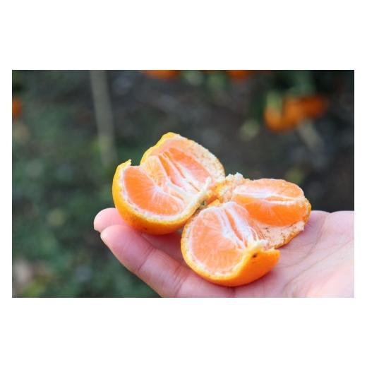 ふるさと納税 果物類 みかん 和歌山県 有田川町 12/24までにご入金確認分は年内発送確定 きれいな温州みかん 寄贈用にお勧め 箱込み 約20kg (S〜Lサイズ混合)