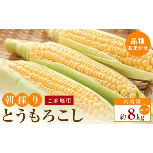 ふるさと納税 とうもろこし 香川県 高松市 5月31日までの期間限定価格 ご家庭用 朝採りとうもろこし(品種おまかせ)約8kg