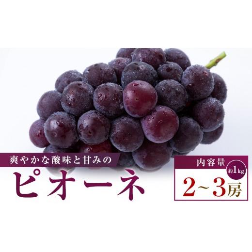 ふるさと納税 果物類 ぶどう 香川県 高松市 ピオーネ 約1kg(2〜3房)