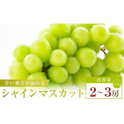 ふるさと納税 ぶどう マスカット 香川県 高松市 シャインマスカット 約1.2kg(2〜3房)